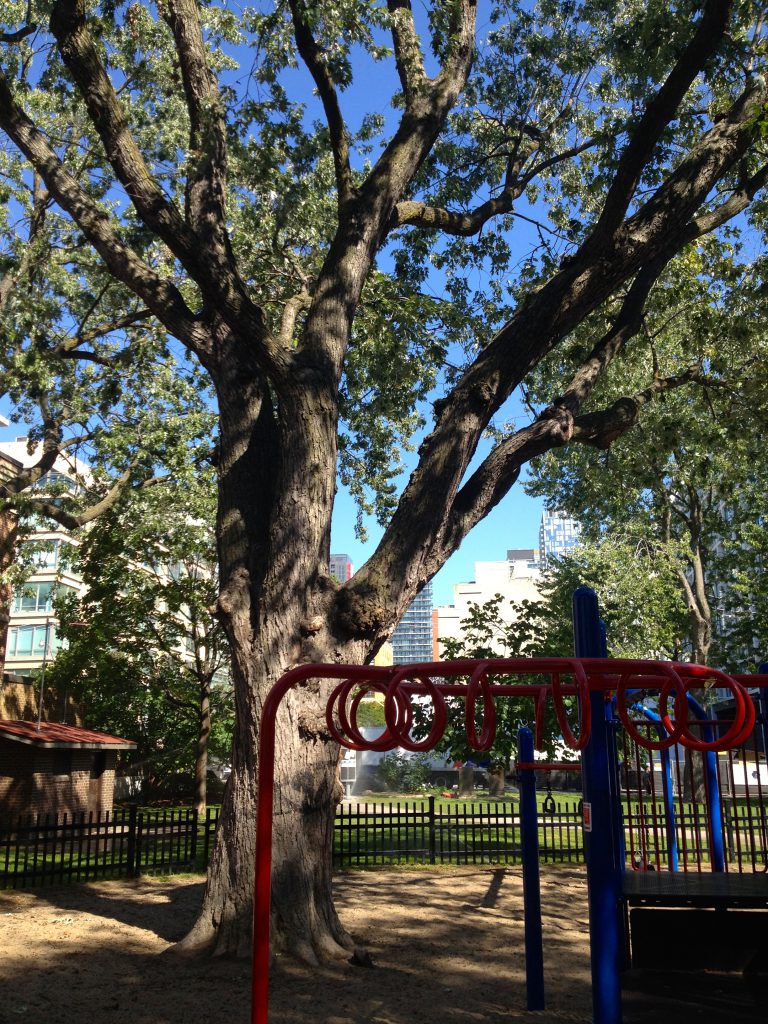St. Andrews Playground Tree